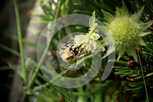 A common carder bee sitting and eat pollen from bloom in Slovakia grassland