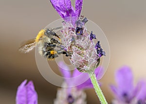 Common Carder Bumblebee - Bombus pascuorum collecting pollen.