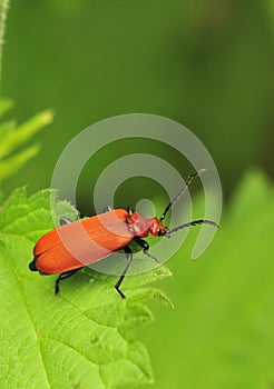 Common Cardinal Beetle (Pyrochroa serraticornis)
