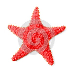 The Common Caribbean starfish (Oreaster reticulatus).