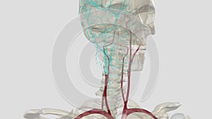 The common carotid artery is a large elastic artery, which provides the main blood supply to the head and neck region