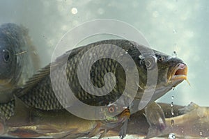,Common carp animals fish