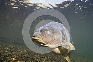 Common carp Cyprinus carpio