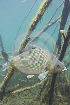 Common carp Cyprinus carpio