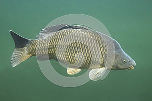 Common carp Cyprinus carpio