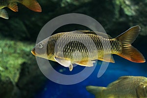 The Common Carp Cyprinus Carpio