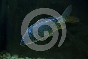 Common carp Cyprinus carpio.
