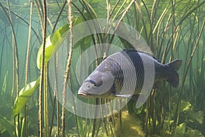 Common carp Cyprinus carpio photo