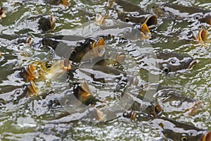 Common Carp, cyprinus carpio, Group with Open Mouth, asking for Food