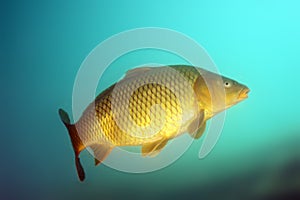 The common carp or European carp Cyprinus carpio fish in shallow sweet blue water