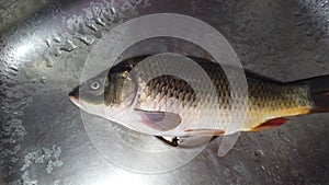 common carp fish in stainless steel HD