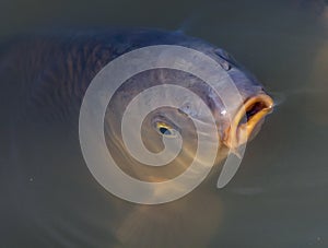 Common carp