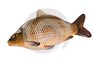 Common Carp isolated on white background photo
