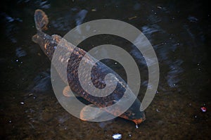 Common carp in a river