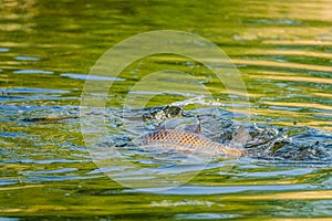 Common carp spawn in the spring and early summer in shallow waters