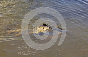 Common carp swimming and spawning in a flooded farm field in spring