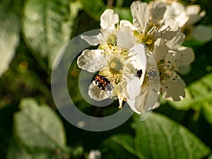 The common carpet or buffalo carpet beetle (Anthrenus scrophulariae) feeding on pollen in summer