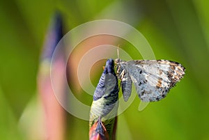 Common Carpet - Epirrhoe alternata