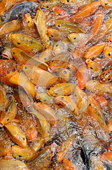 Common carps feeding frenzy in pond