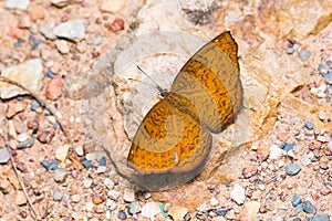 Common Castor butterfly