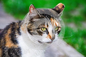 Common cat closeup