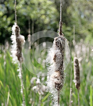 Common Cat Tail (Typha latifolia)