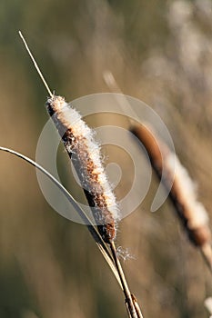 Common Cattail or Broadleaf Cattail, Typha latifolia, Bulrush in winter time