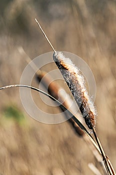 Common Cattail or Broadleaf Cattail, Typha latifolia, Bulrush in winter time