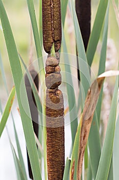 Common Cattail - Great Reedmace