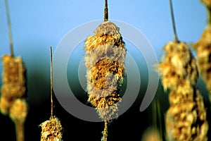 Common Cattails Seedheads   21348 photo