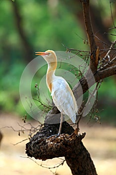 Common cattle egret