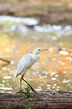 Common cattle egret