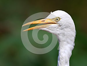 Common cattle egret