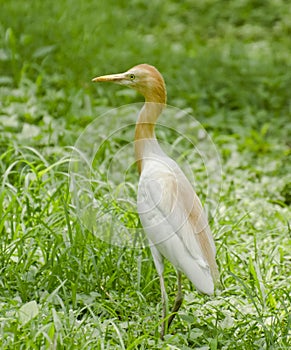 A common cattle egret in a garden