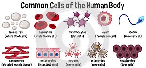 Common cells of the human body photo