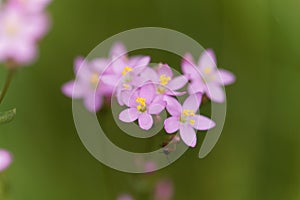 Common centaury, Centaurium erythraea