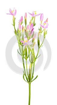 Common centaury or Centaurium erythraea isolated on white background. Plant with small pink flowers