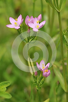 Common Centaury