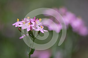 Common centaury, Centaurium umbellatum, pink flowers