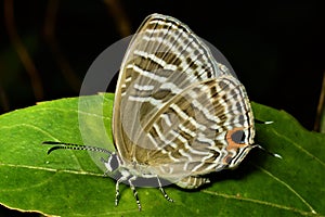 Common Cerulean Butterfly.