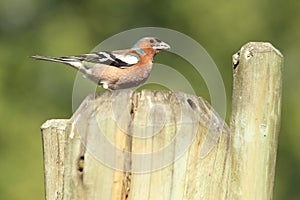 Common chaffinch