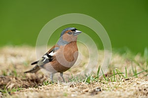 Common chaffinch