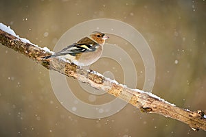 Common Chaffinch, bird on branch