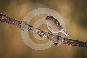Common Chaffinch, bird on branch