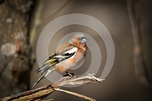 Common chaffinch Bird Close Up