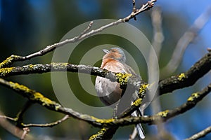 Common chaffinch bird. Fringilla coelebs. Spring day