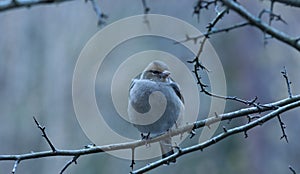 The common chaffinch on a branch on Mount Ulia photo
