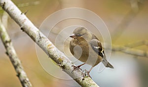 The common chaffinch on a branch on Mount Ulia photo