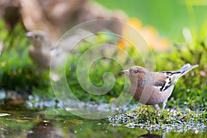 Common chaffinch drinking water