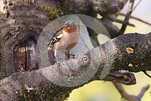Common Chaffinch (fringilla celebs) on a tree
